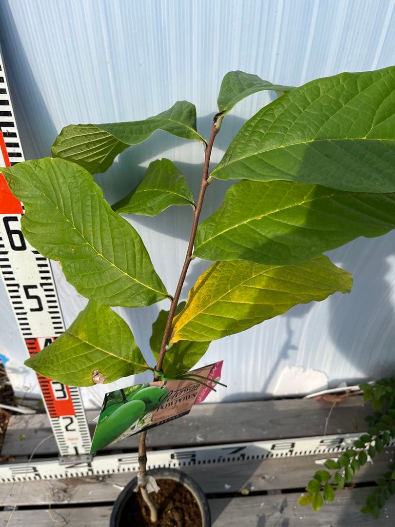 ポポー苗接木苗サスケハンナ５号