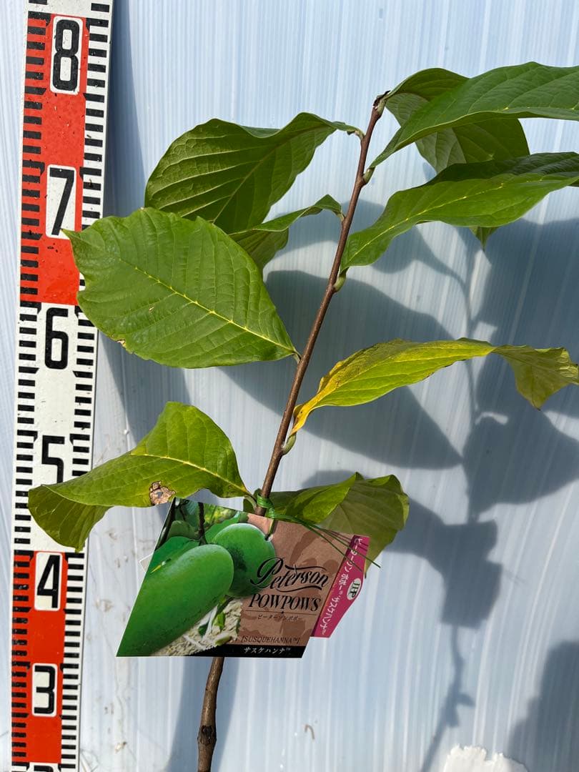 ポポー苗接木苗サスケハンナ５号