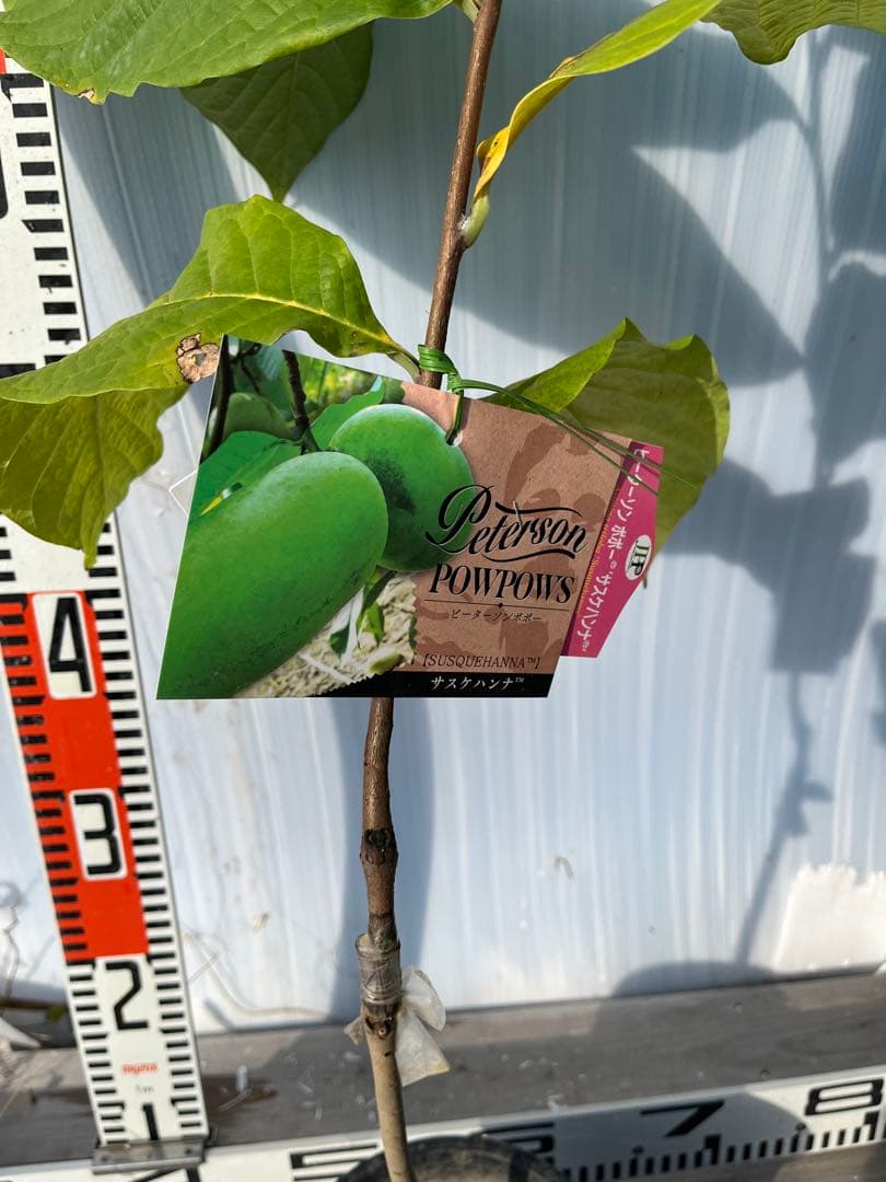 ポポー苗接木苗サスケハンナ５号