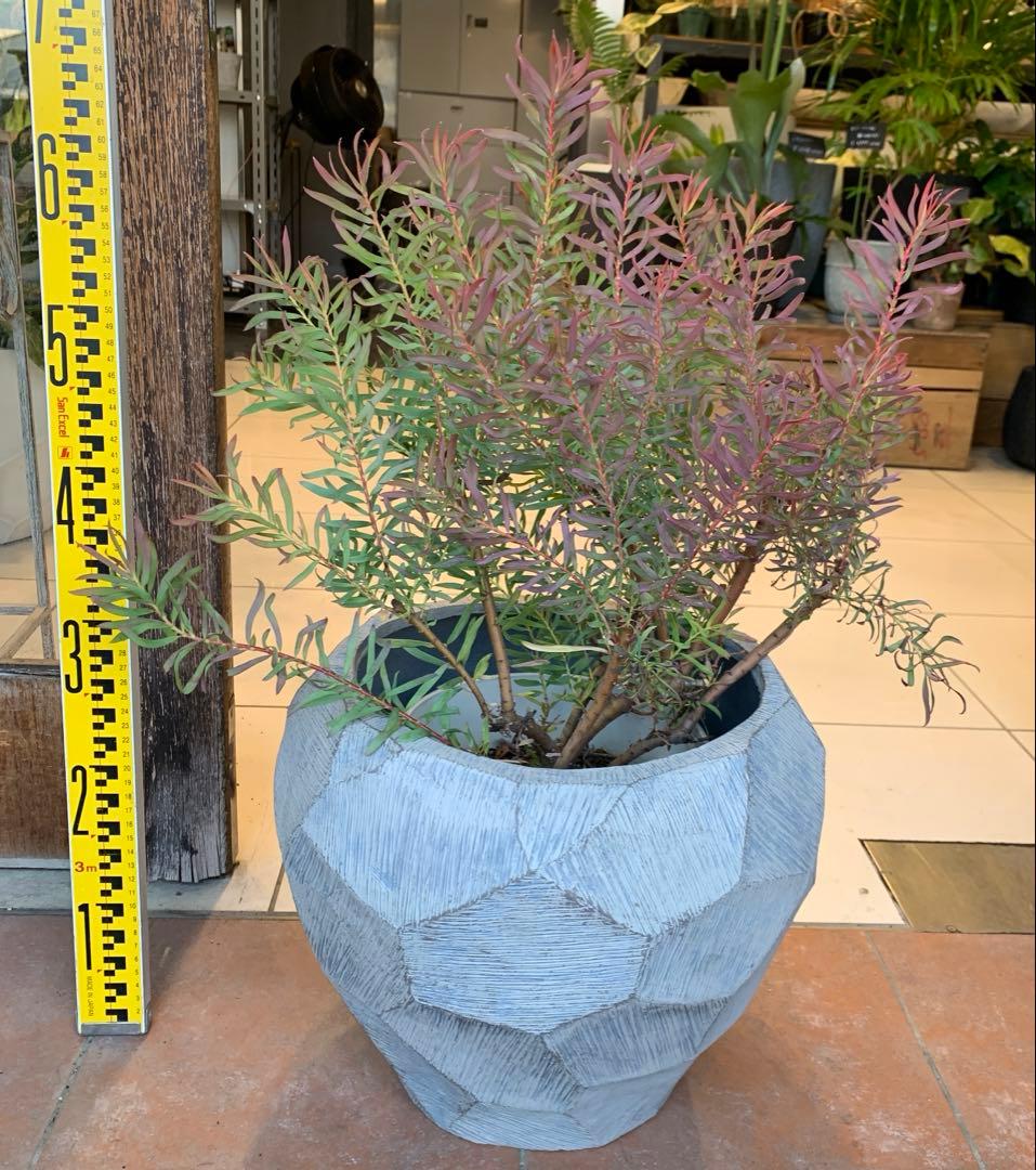 リューカデンドロン ジプシーレッド ファイバー鉢