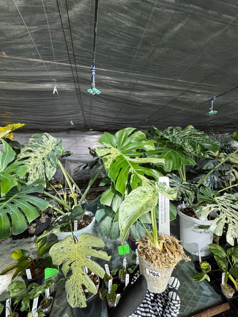 MB16モンステラ　デリシオーサ　ベトシオーサ　2寸ポリポット　ネコポス発送