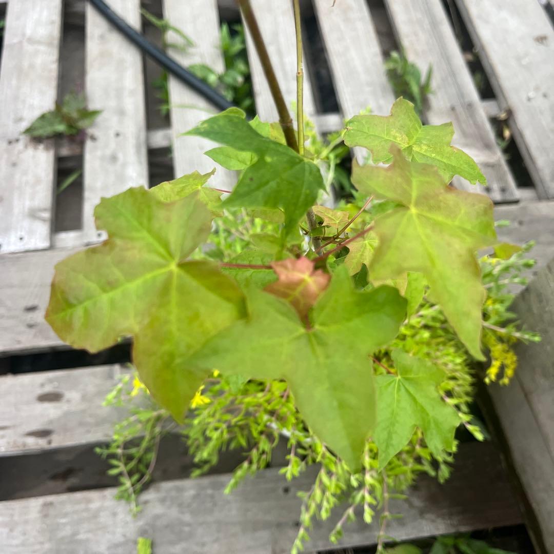 北の蝦夷　紅葉　50センチ　大小セット