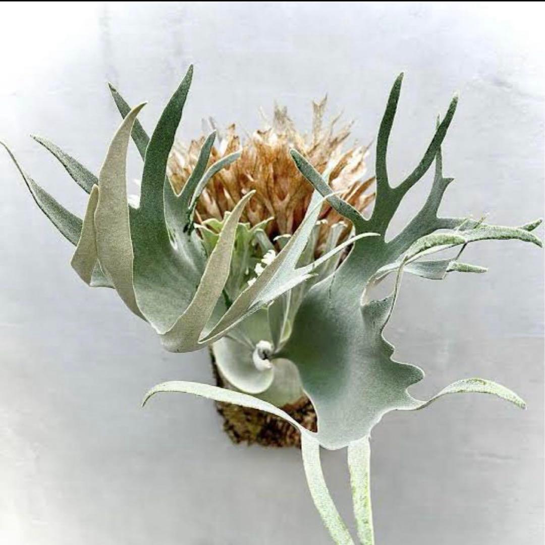 ビカクシダ P.gqgq Queen