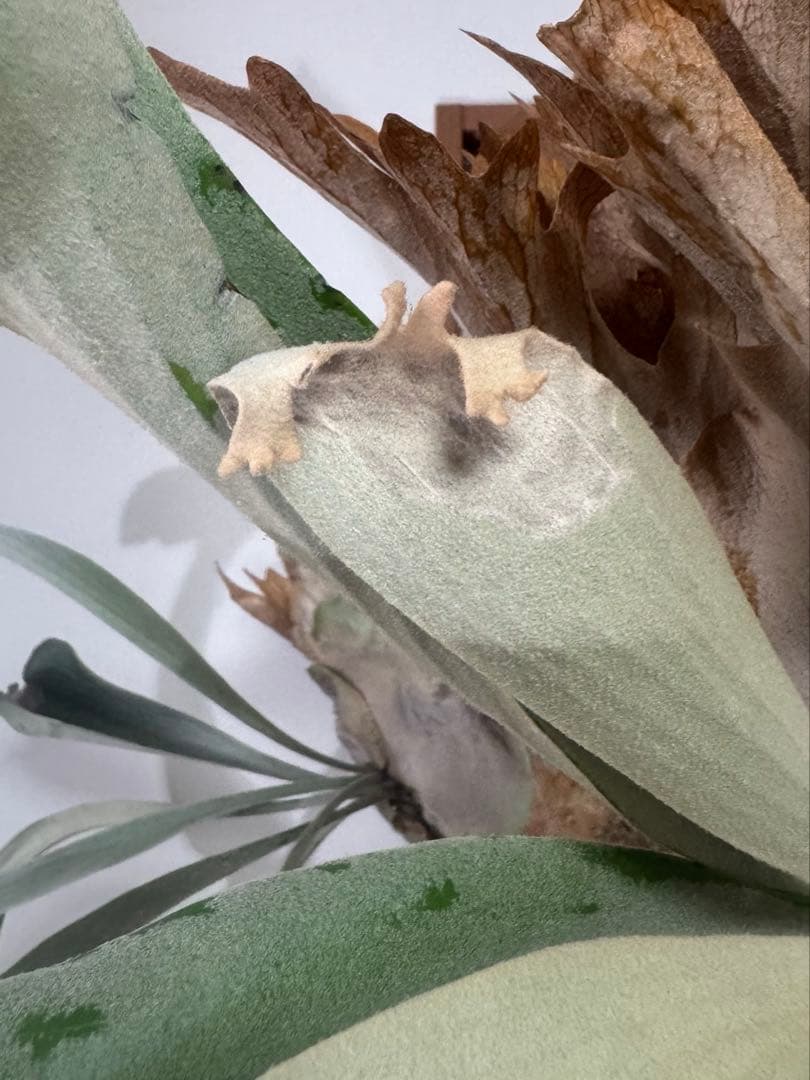 ビカクシダ P.gqgq Queen