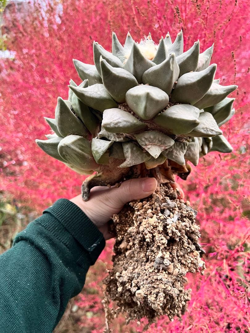 c*e様 サボテン　アリオカルプス　花牡丹、国内繁殖株