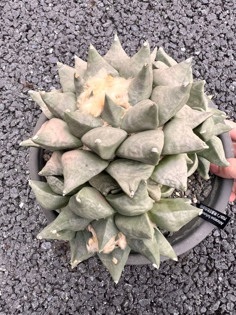 c*e様 サボテン　アリオカルプス　花牡丹、国内繁殖株