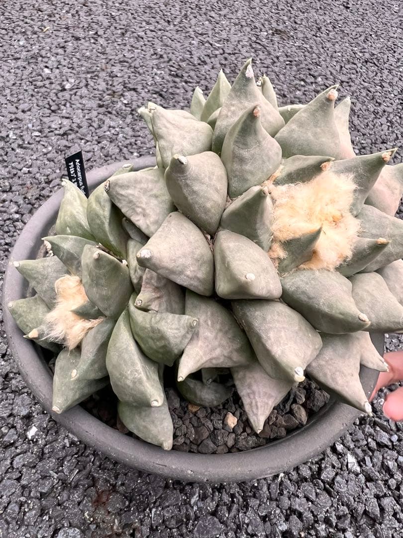 c*e様 サボテン　アリオカルプス　花牡丹、国内繁殖株