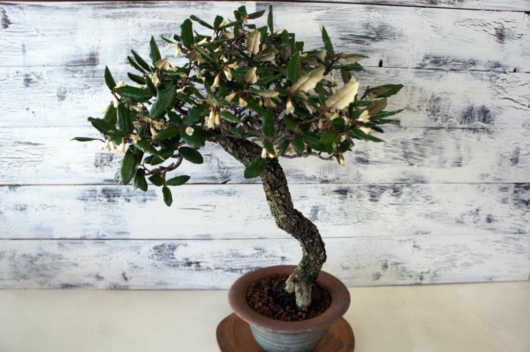 盆栽 『グミ』インテリア ガーデニング 観葉植物 オブジェ 送料無料 b119