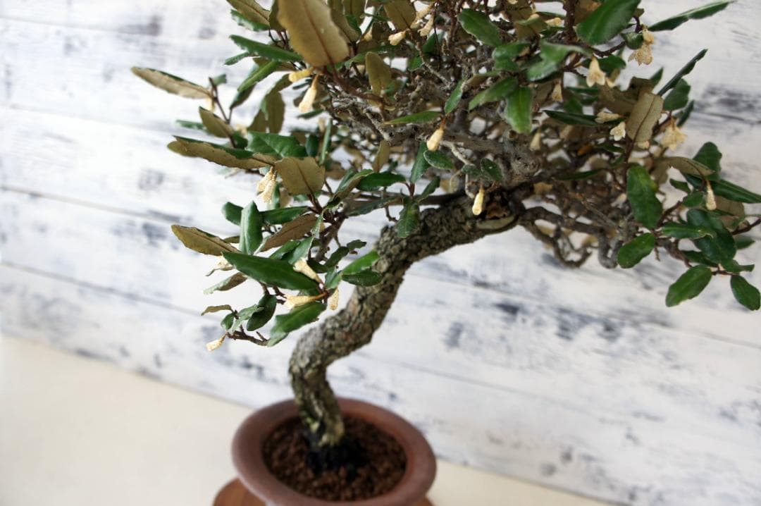 盆栽 『グミ』インテリア ガーデニング 観葉植物 オブジェ 送料無料 b119