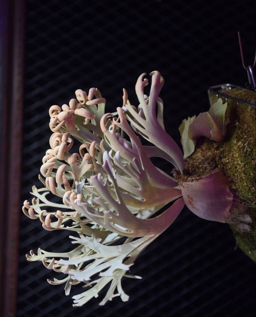 セール❗️ yello moon × celso tatuta dwarf pup