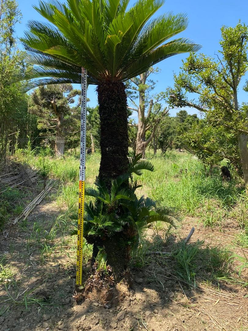 kanatada42。ソテツ 幹高1900の蘇轍　引き取り限定販売