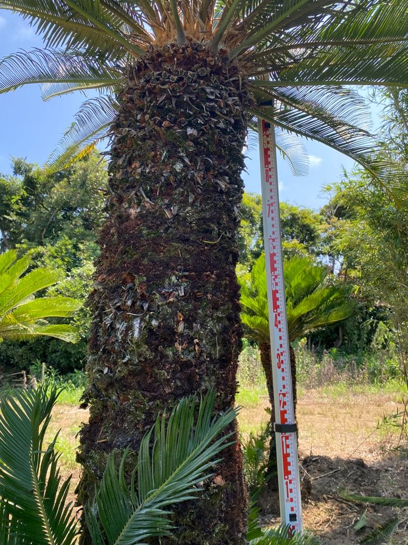 kanatada42。ソテツ 幹高1900の蘇轍　引き取り限定販売