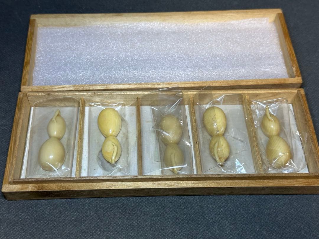 極上　箸置　未使用 5個セット 共箱　天然素材　アンティーク　骨董　飾り物