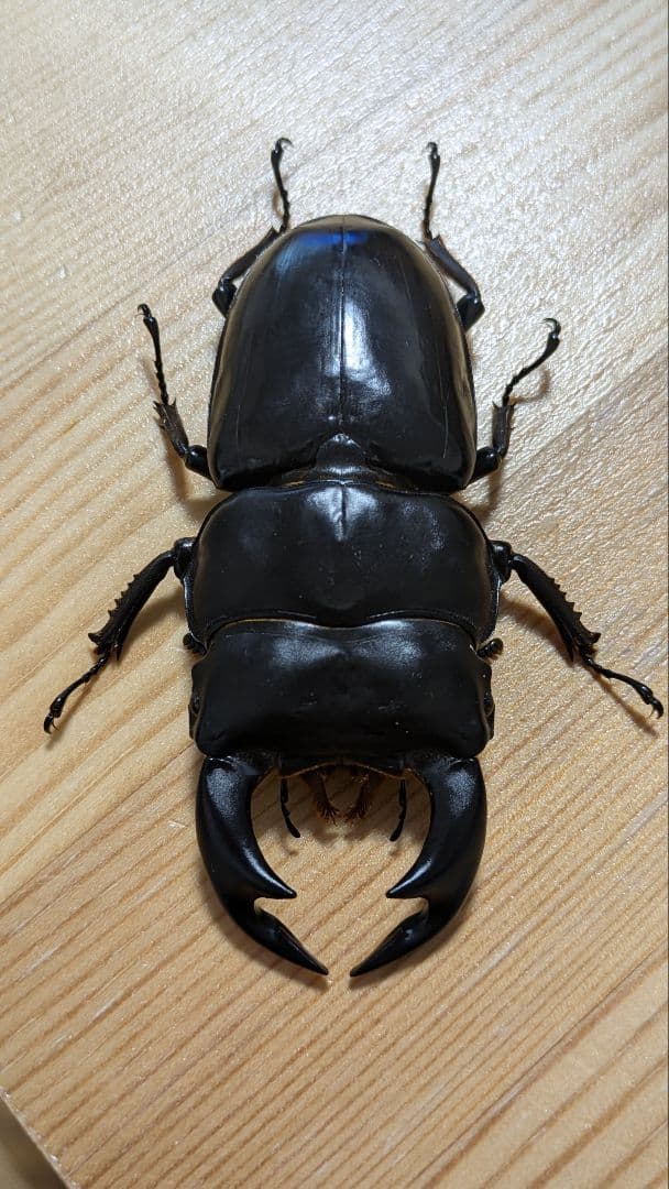 アンタエウスオオクワガタ　85mmペア