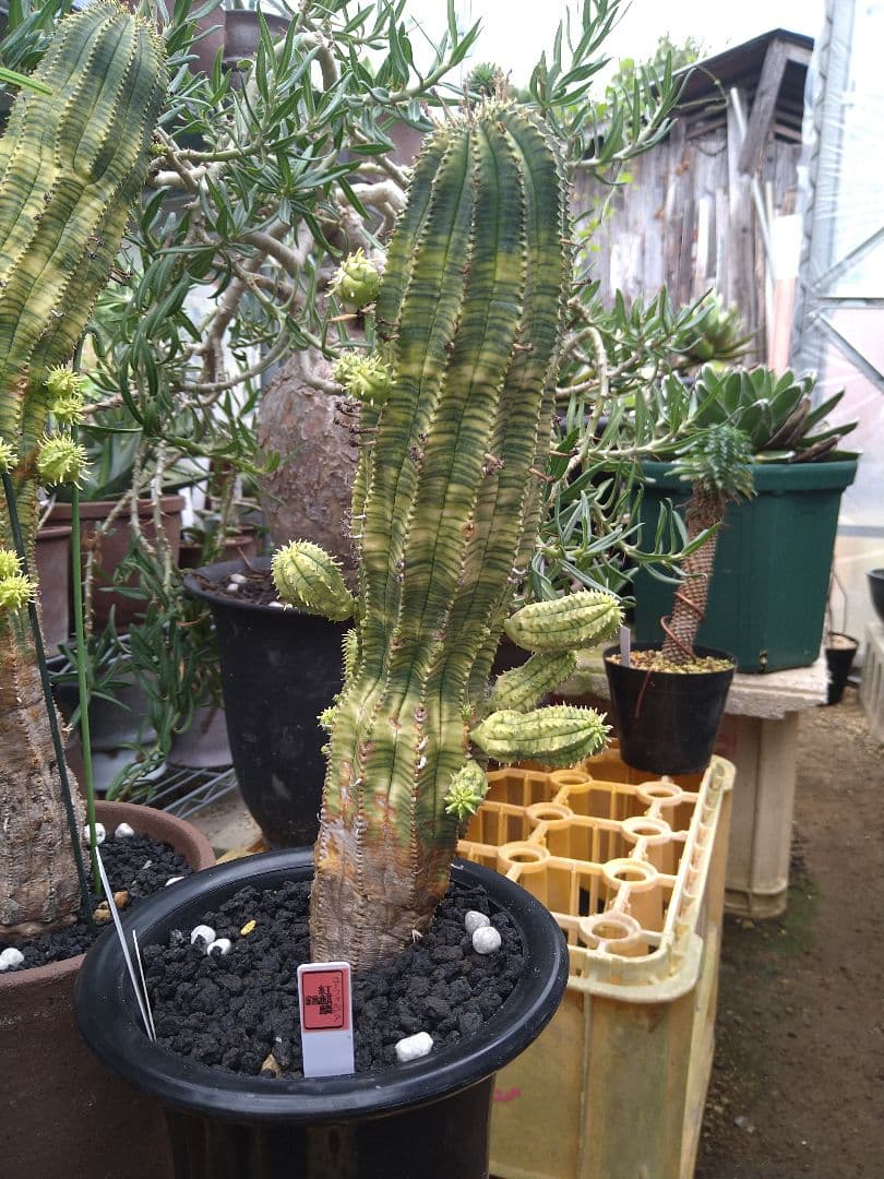 ユーフォルビア　オベサ　紅麒麟錦　子だくさん