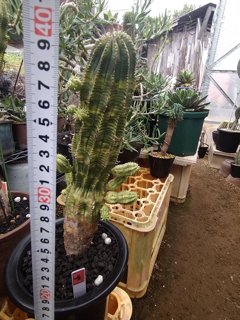 ユーフォルビア　オベサ　紅麒麟錦　子だくさん