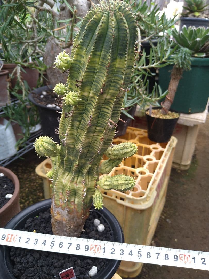 ユーフォルビア　オベサ　紅麒麟錦　子だくさん