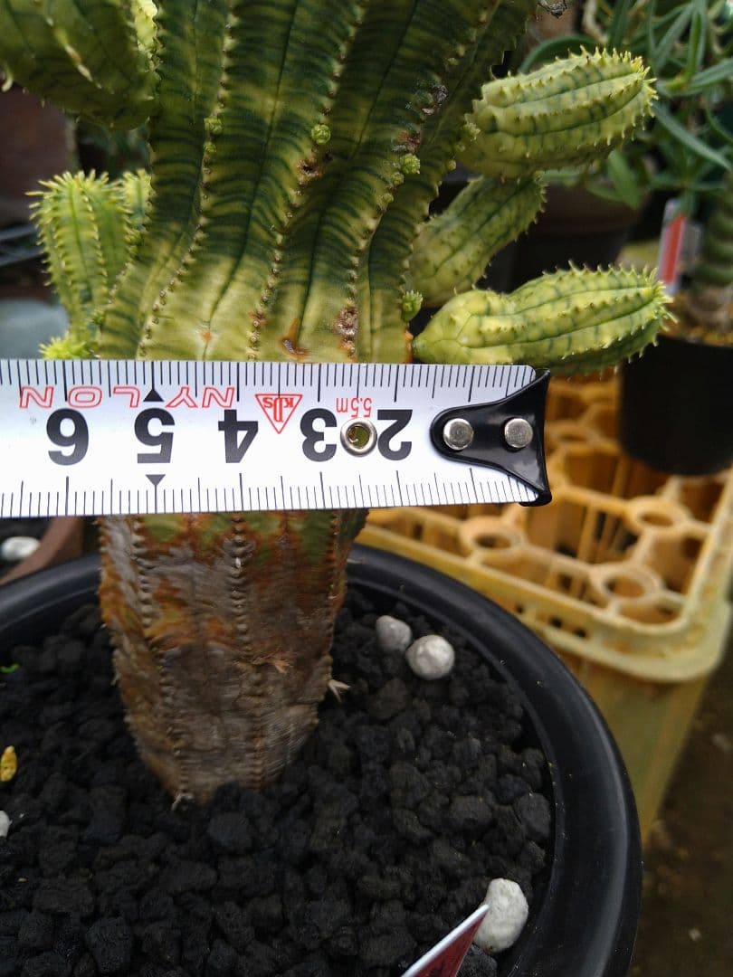 ユーフォルビア　オベサ　紅麒麟錦　子だくさん