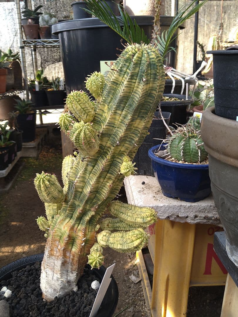 ユーフォルビア　オベサ　紅麒麟錦　子だくさん