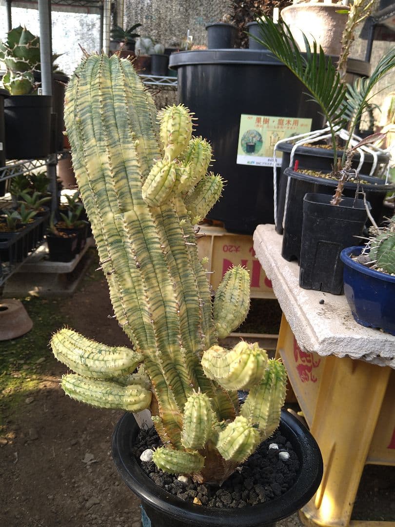 ユーフォルビア　オベサ　紅麒麟錦　子だくさん