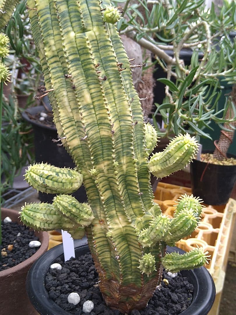 ユーフォルビア　オベサ　紅麒麟錦　子だくさん