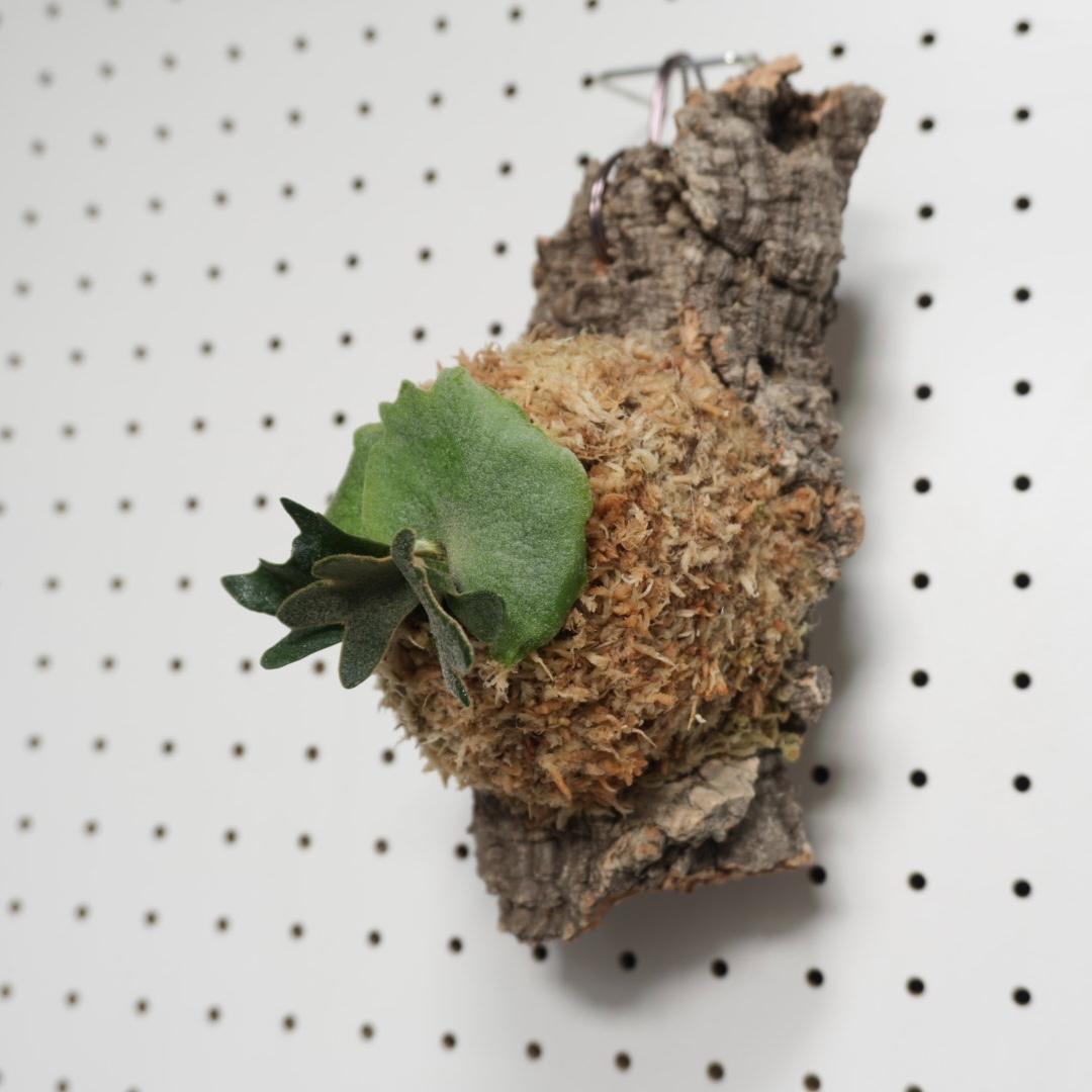 ビカクシダ YMDS ウィリンキー系 イエロームーンドワーフ　スポア Y-9