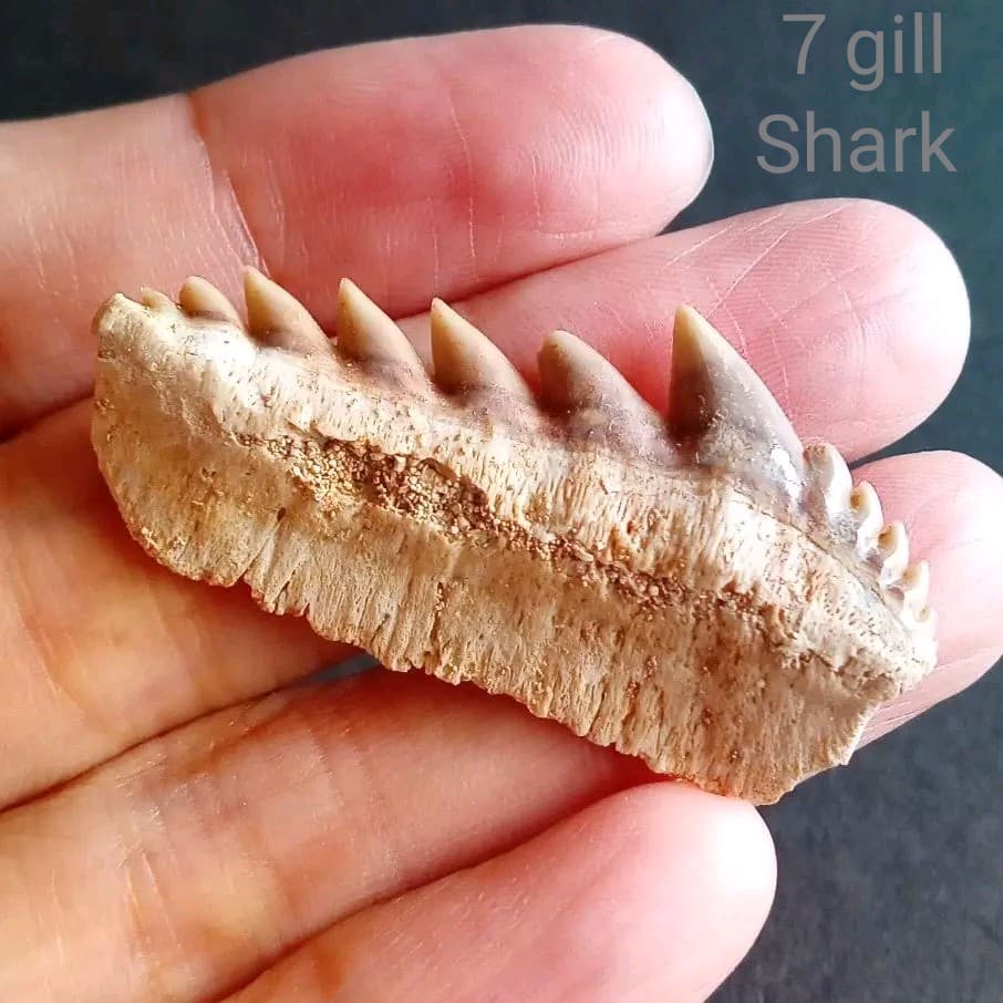 化石　骨格　標本　サメの歯　エビスザメ　希少種　セブンギルシャーク