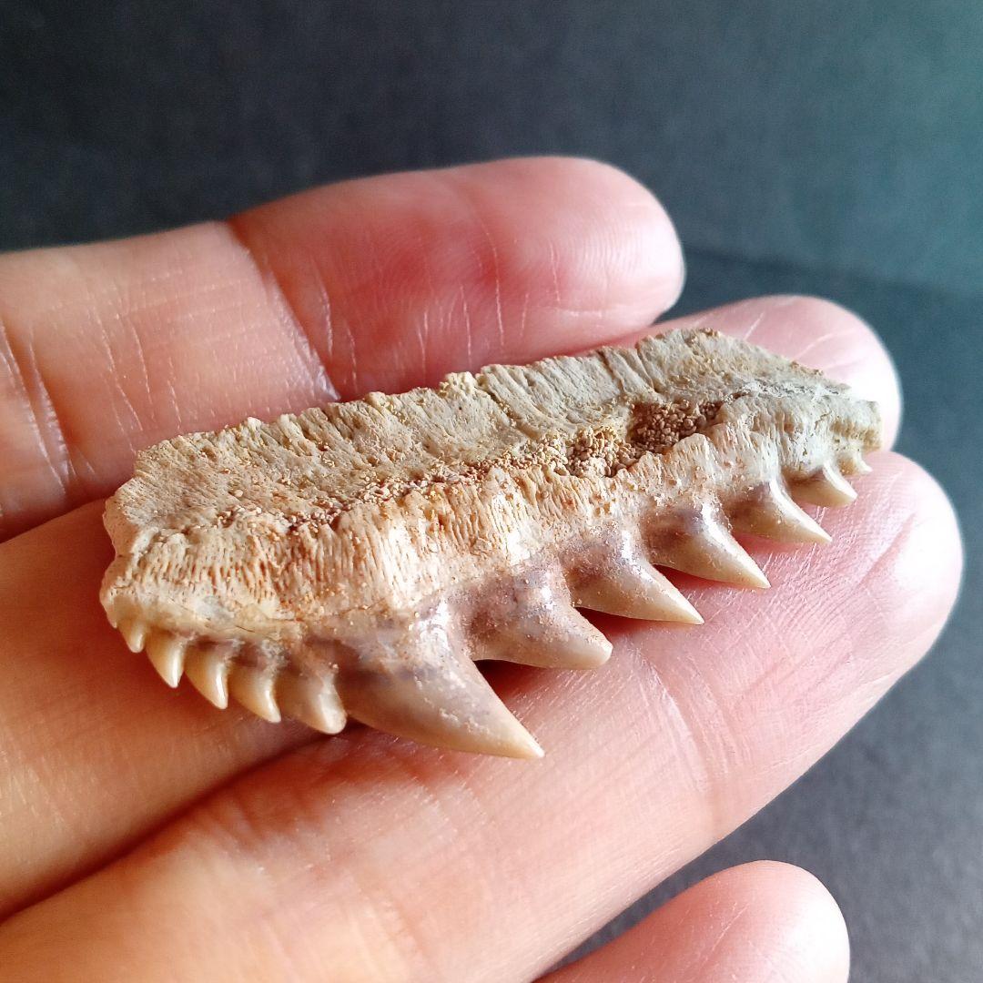 化石　骨格　標本　サメの歯　エビスザメ　希少種　セブンギルシャーク