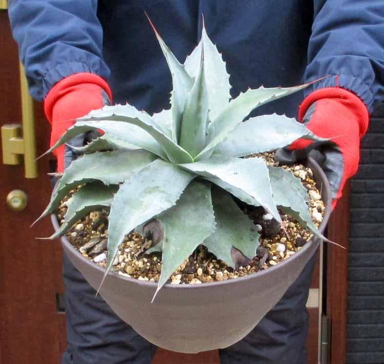 【現品】アガベ・オバティホリア・バンジー　9号　D9番