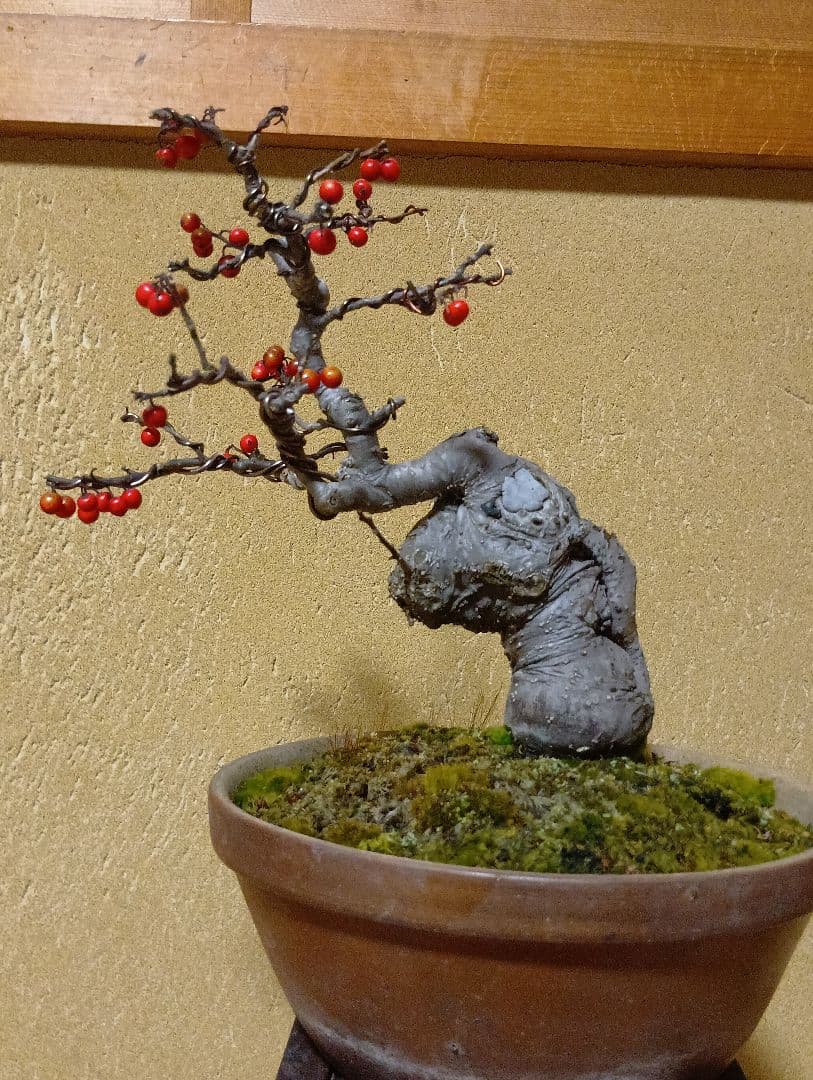 梅モドキ盆栽　枯木