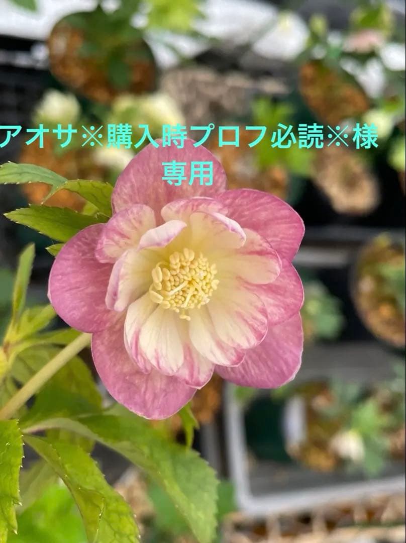 クリスマスローズ