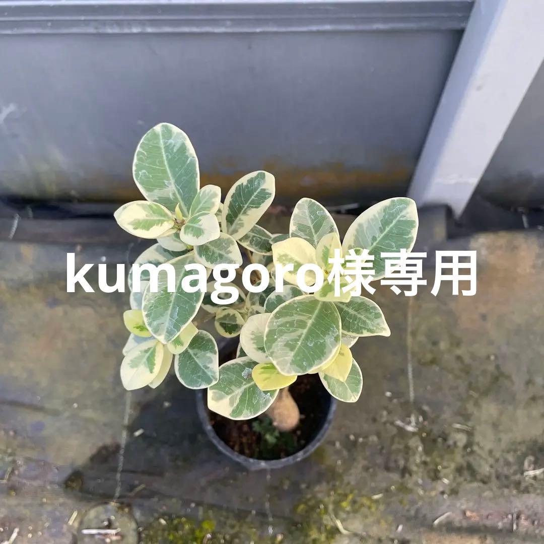 パンダガジュマル　斑入り　接木　3.５号