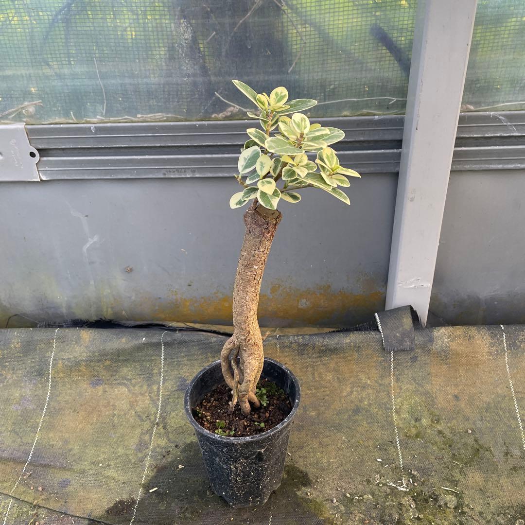 パンダガジュマル　斑入り　接木　3.５号