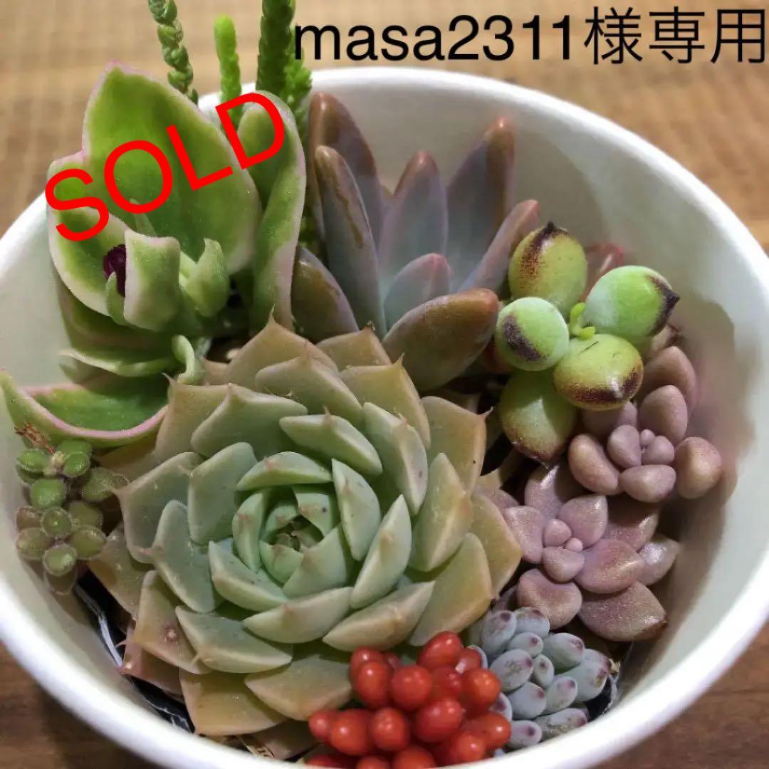 masa2311‼️ 多肉植物　カット苗　気まぐれセット