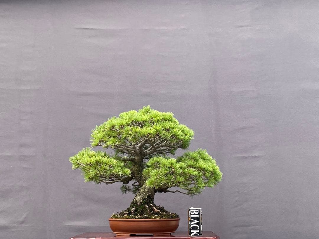 三河盆栽　五葉松　盆栽