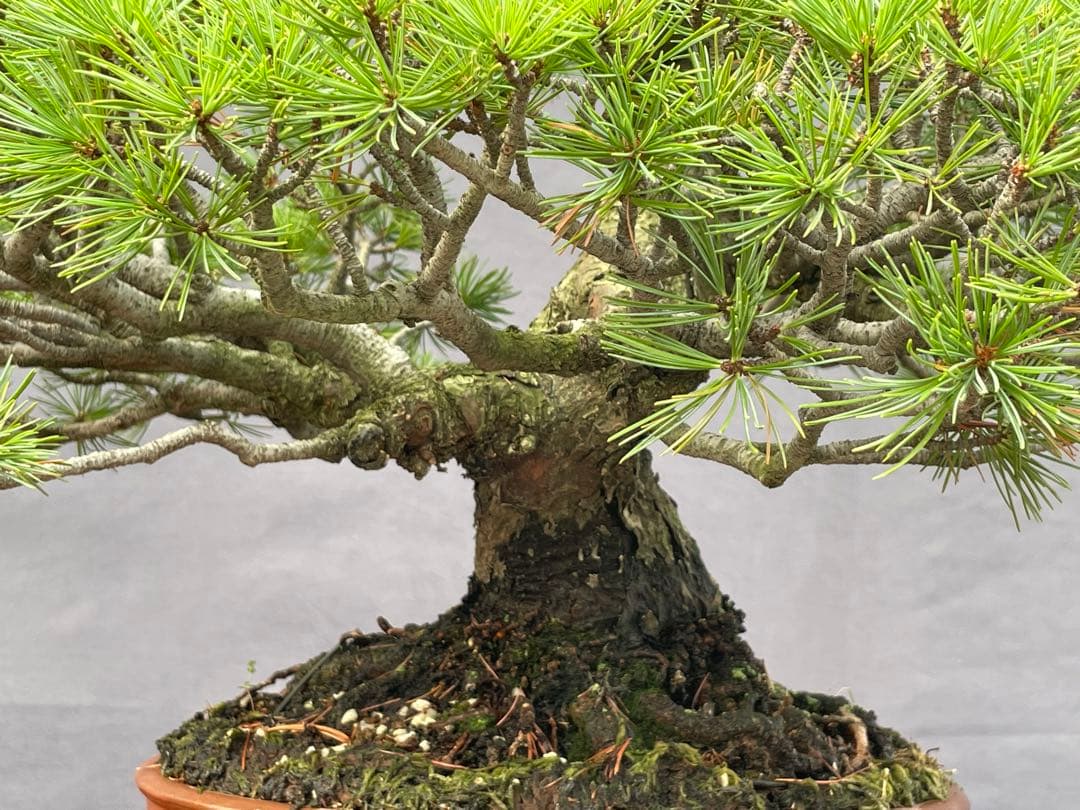 三河盆栽　五葉松　盆栽