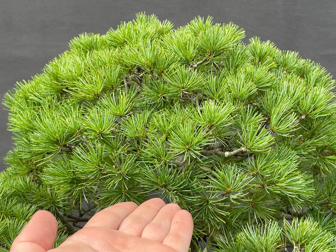 三河盆栽　五葉松　盆栽