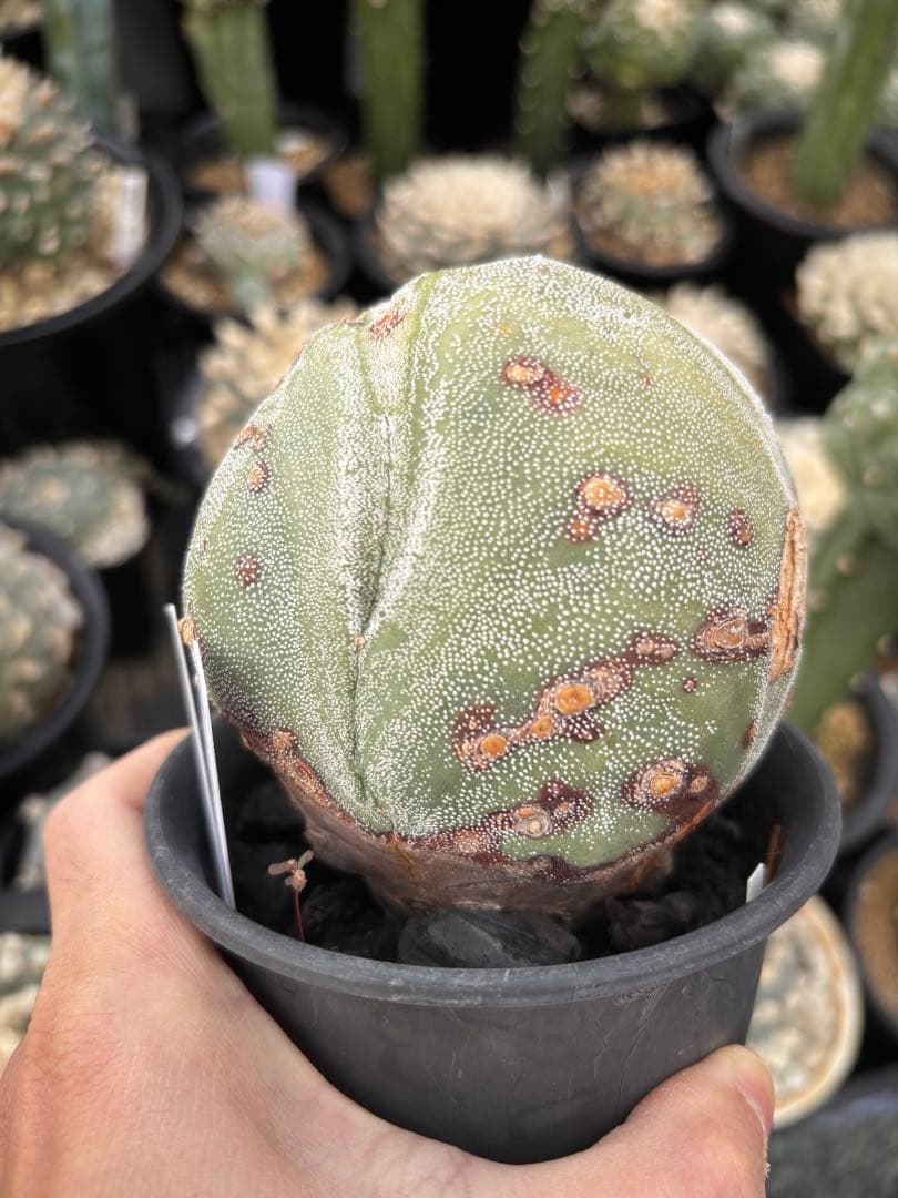 変わりランポー