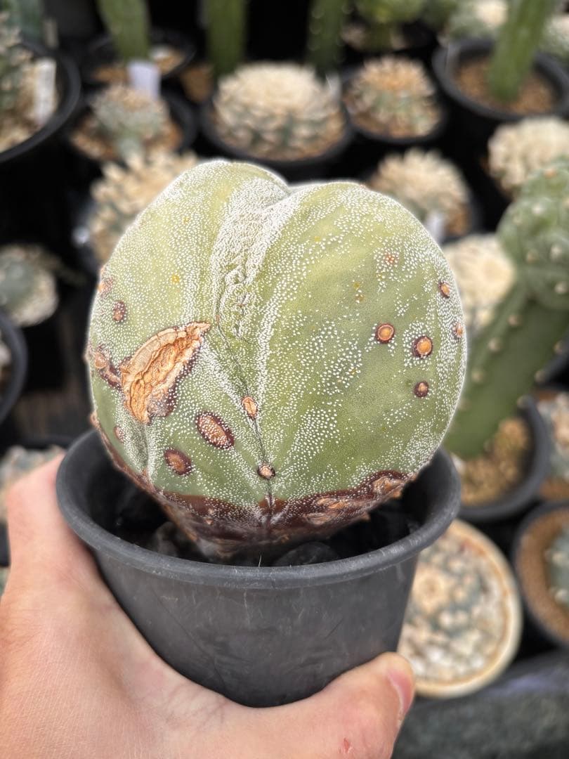 変わりランポー