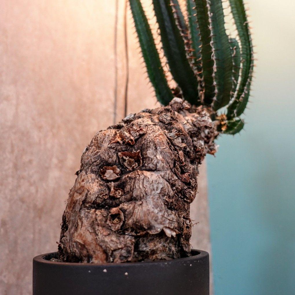 【発根済・XXL】激シブ！！ユーフォルビア・ムランジーナ/プラ鉢に植えて発送