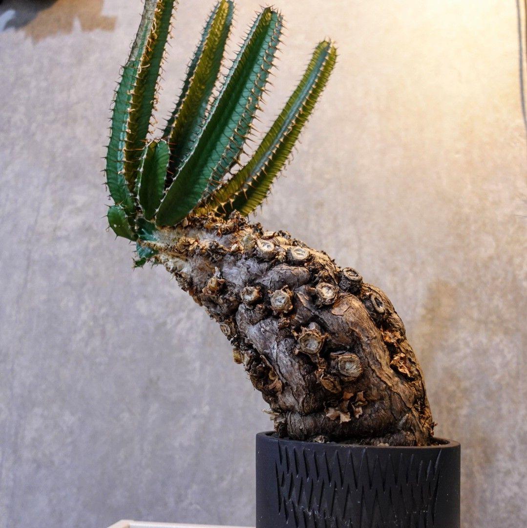 【発根済・XXL】激シブ！！ユーフォルビア・ムランジーナ/プラ鉢に植えて発送