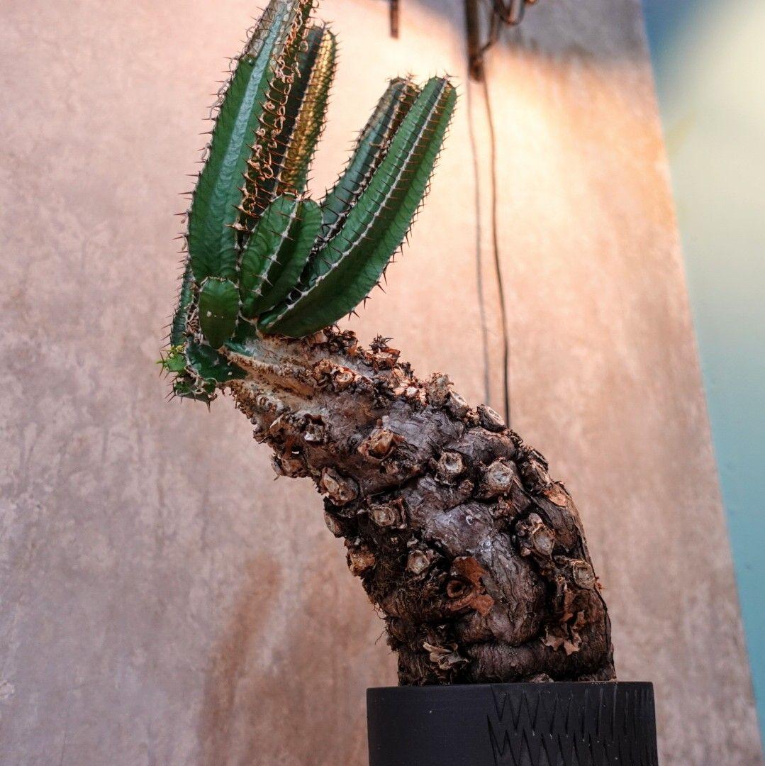 【発根済・XXL】激シブ！！ユーフォルビア・ムランジーナ/プラ鉢に植えて発送