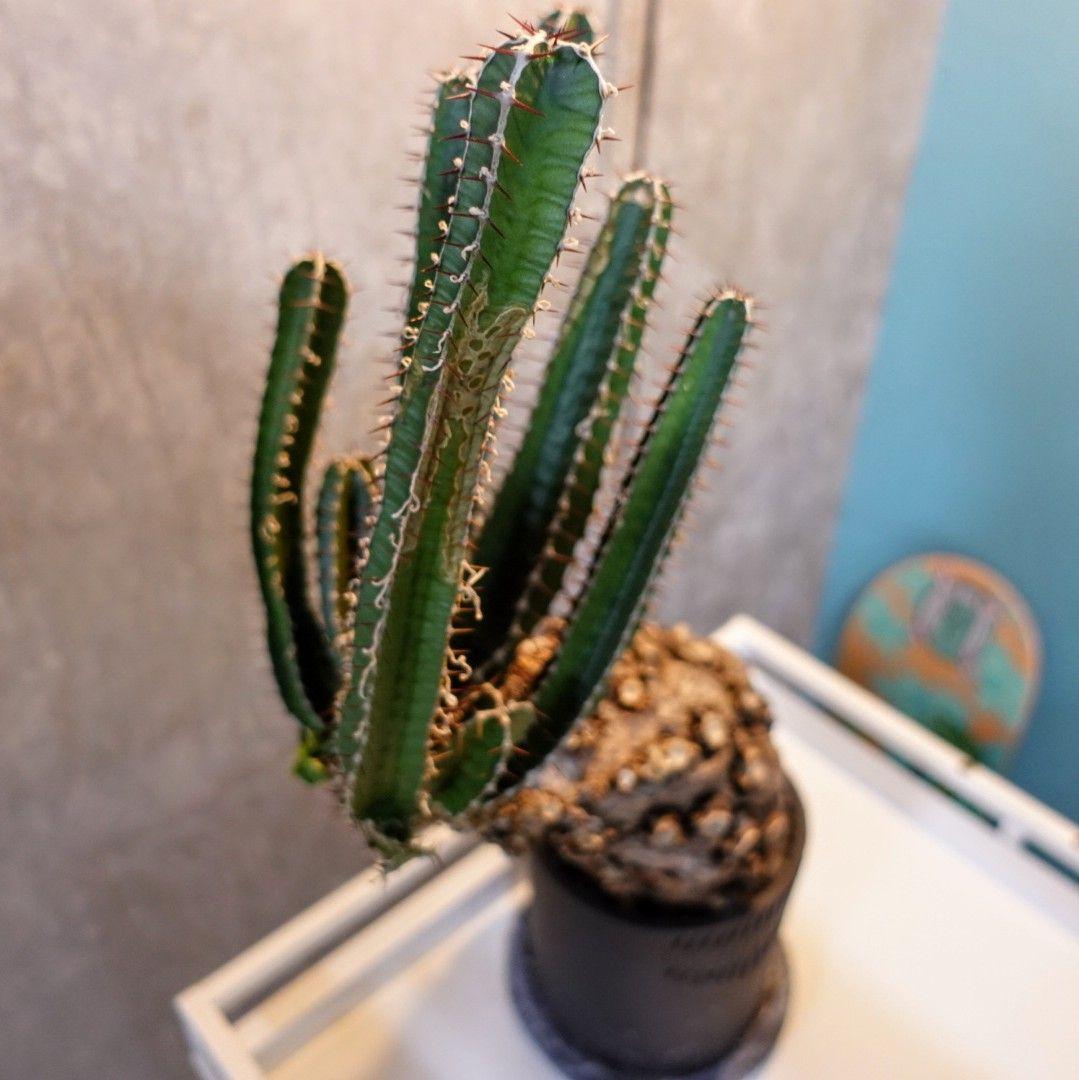 【発根済・XXL】激シブ！！ユーフォルビア・ムランジーナ/プラ鉢に植えて発送