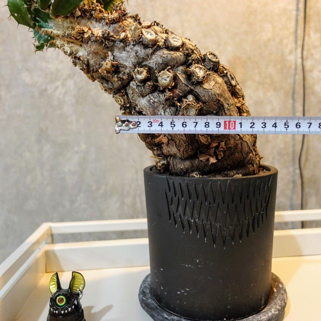 【発根済・XXL】激シブ！！ユーフォルビア・ムランジーナ/プラ鉢に植えて発送