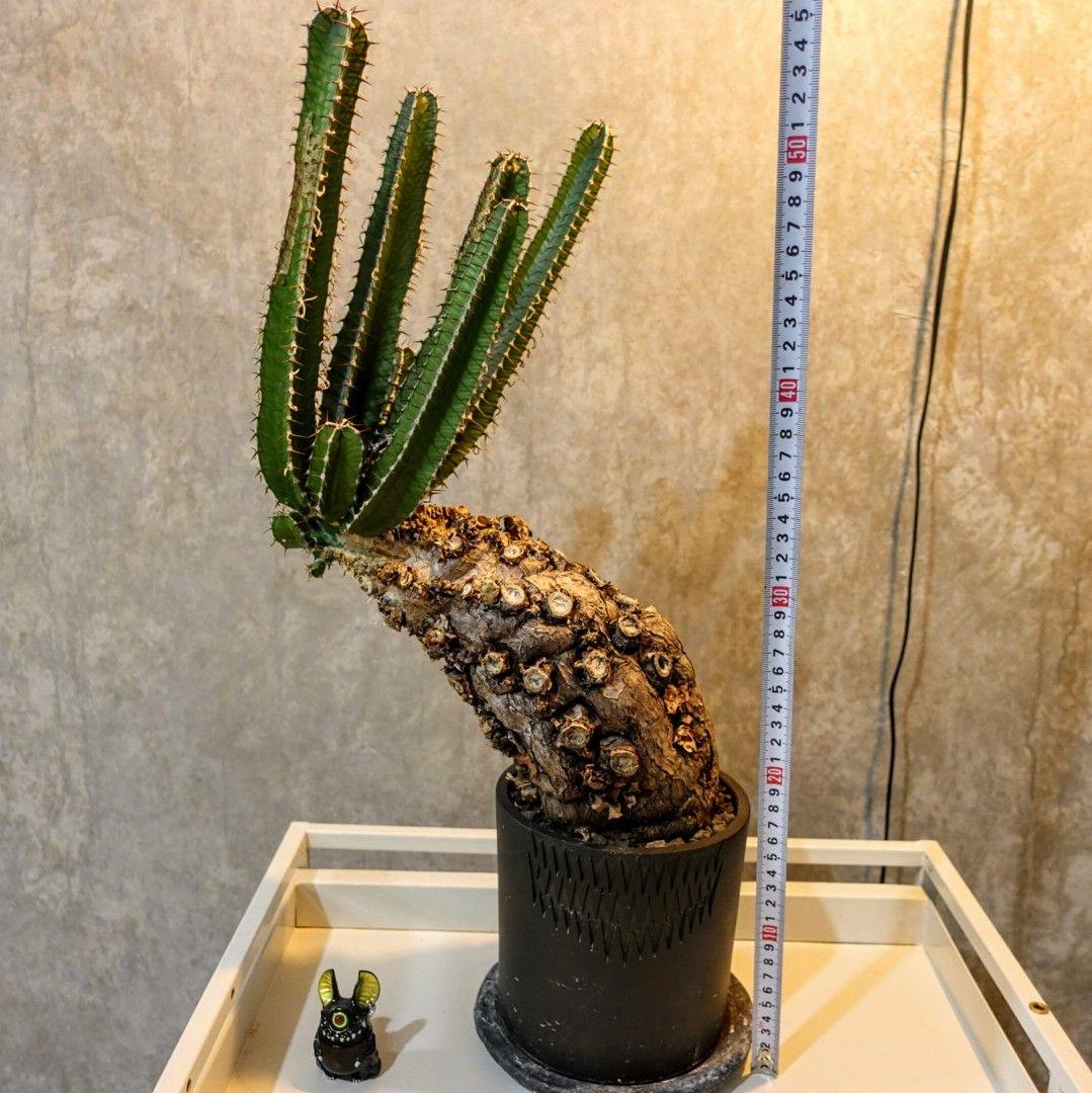 【発根済・XXL】激シブ！！ユーフォルビア・ムランジーナ/プラ鉢に植えて発送