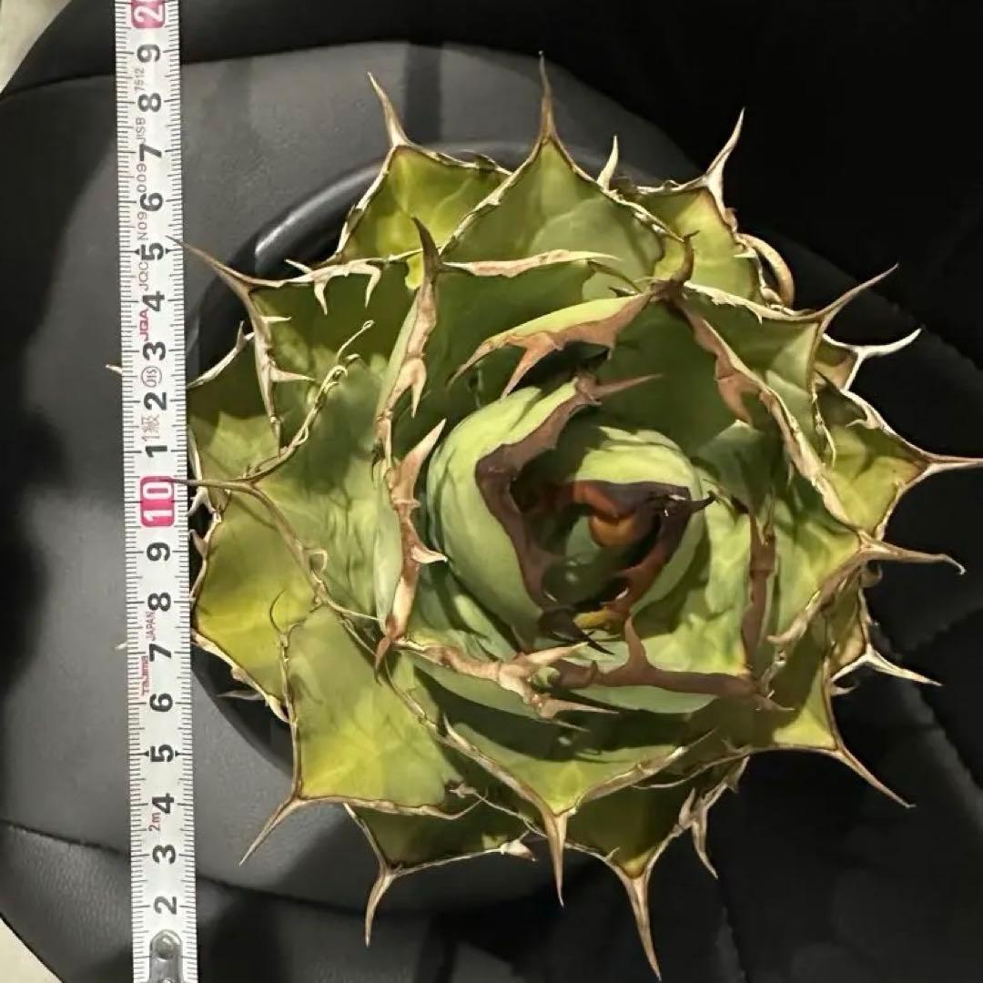 アガベ 約20cm 黒鉢付き