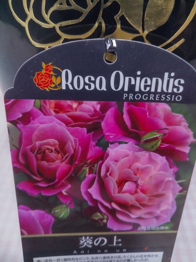 葵の上（あおいのうえ）初心者向き　四季咲き　正規苗 ６号鉢