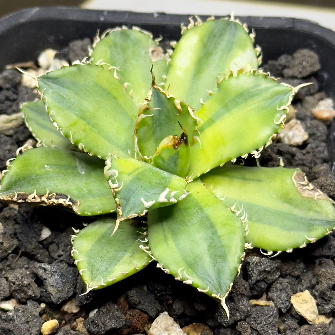 540【上澳園芸】アガベ チタノタ フィリグリー 圓葉拇指 覆輪斑