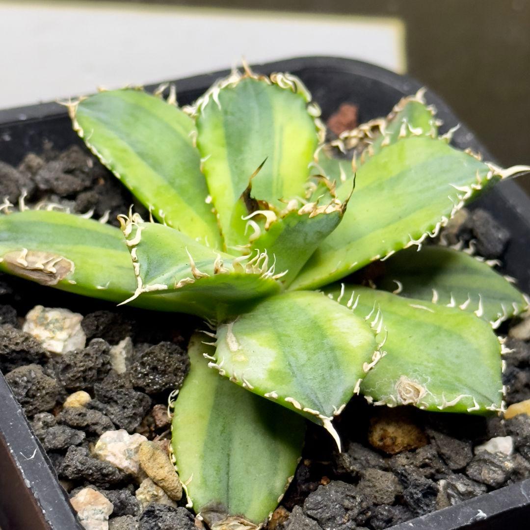 540【上澳園芸】アガベ チタノタ フィリグリー 圓葉拇指 覆輪斑
