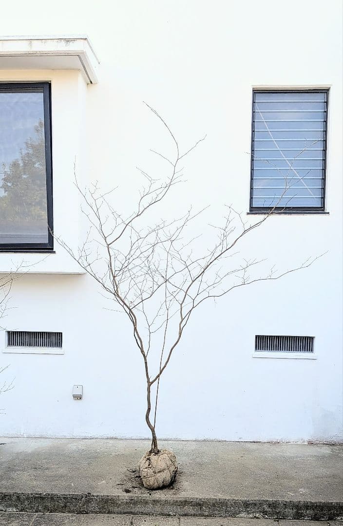 特大！山採りシロモジ。